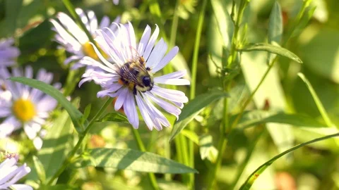 Bee pollenating a flower Stock Footage