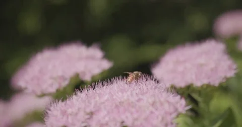 Bee pollenating flowers Stock-Footage 82765713
