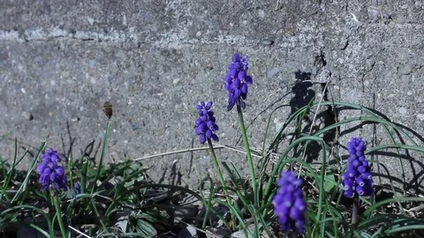 Bee Pollenating Grape Hyacinth Flowers by Stone Wall 1080p Stock Footage 77326204