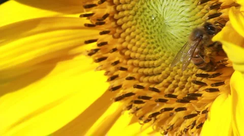 Bee pollenating organic sunflower Stock Footage 958079