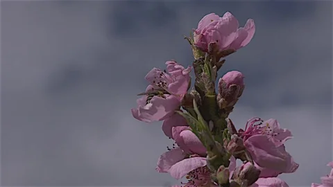 Bee Pollenating peach Stock Footage 81149210