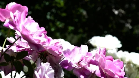 Bee Pollenating Slow Motion Stock Footage 78207861