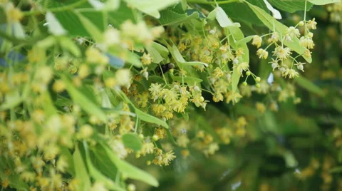 Bee Pollinate Blossom Tree - 4k - Slow Motion Stock Footage 59159533