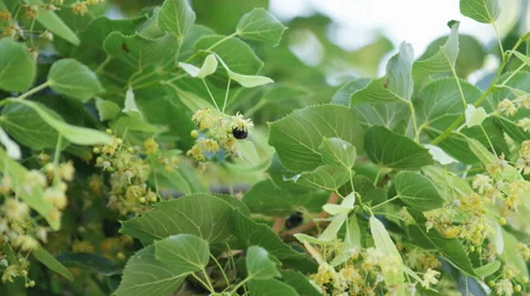 Bee Pollinate Blossom Tree Fly - 4k - Slow Motion Stock Footage 59159248