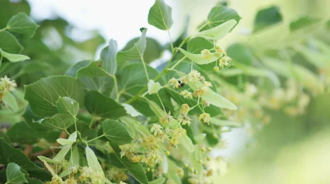 Bee Pollinate Blossom Tree Hover - 4k - Slow Motion Stock Footage 59161289