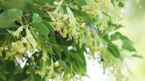 Bee Pollinate Blossom Tree Insects - 4k - Slow Motion Stock Footage 59161671