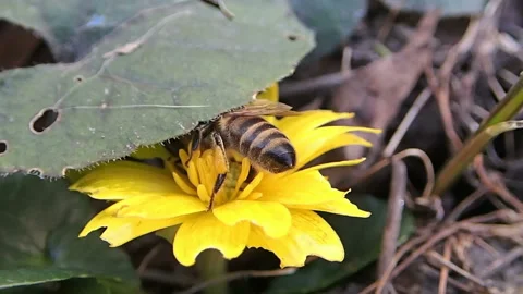 Bee pollinate first spring flower Stock Footage 90007366