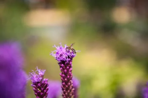 Bee pollinate flower Foto stock