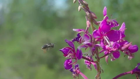 Bee pollinate flower in slow-motion Stock Footage 88343723