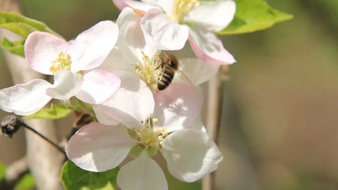 Bee pollinate flowers of blooming tree Stock Footage 125332200
