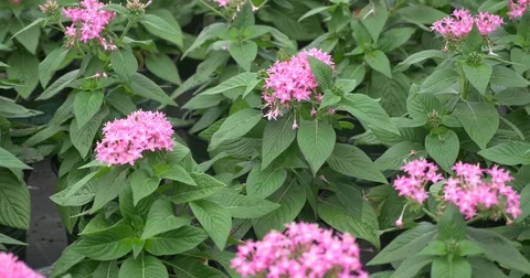 Bee Pollinate Stock Footage 74536418