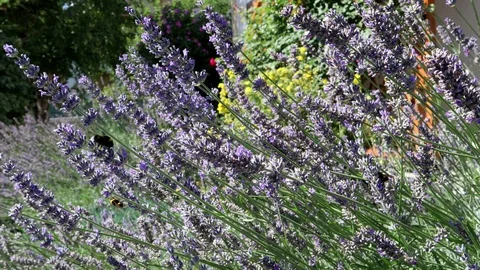 Bee pollinate on lavender Stock Footage 95147313