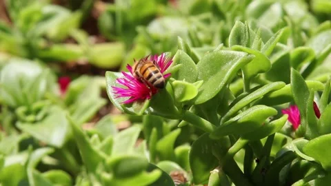 Bee pollinate pink flower V1-0007 Stock Footage