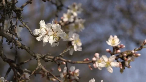 Bee pollinate plant Stock Footage 73460191