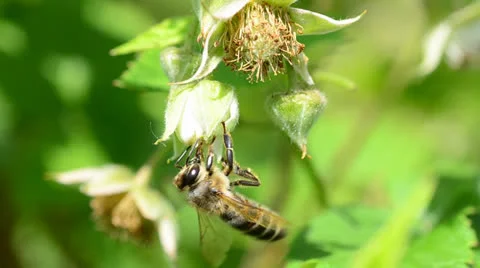 Bee pollinate a raspberry Vídeos de archivo 24178243