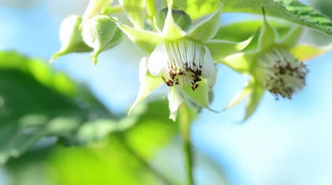 Bee pollinate a raspberry Video stock 24178284