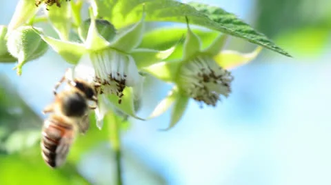 Bee pollinate a raspberry Video stock 24178285