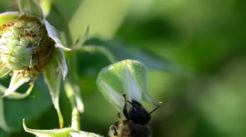 Bee pollinate a raspberry Video stock 24178299