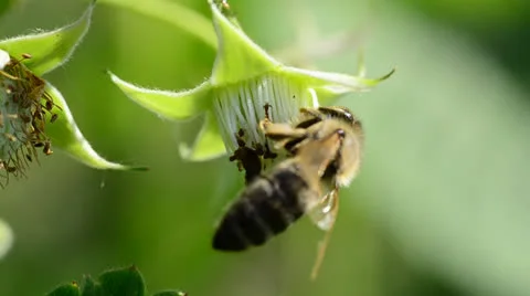 Bee pollinate a raspberry Stock Footage 24178437