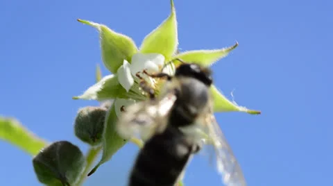 Bee pollinate a raspberry Stock Footage 24178455