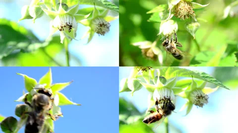 Bee pollinate a raspberry, multiscreen composition. Vídeos de archivo 37185870