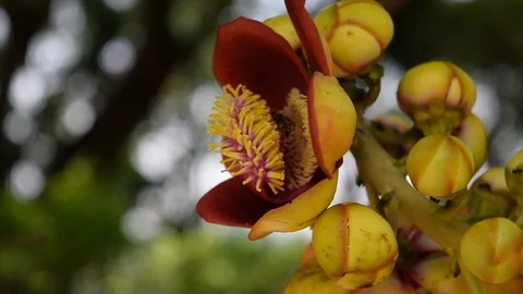 Bee pollinate on Shorea robusta shala tree flower Stock Footage 90222912