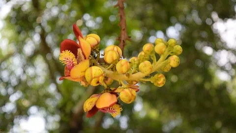 Bee pollinate on Shorea robusta shala tree flower Stock Footage 90223006