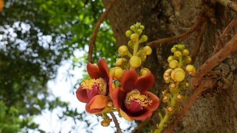 Bee pollinate on Shorea robusta shala tree flower Stock Footage 90223311