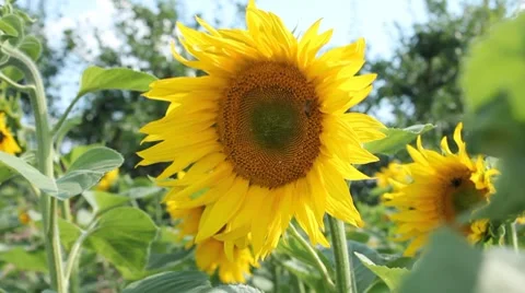 Bee pollinate sunflower Stock Footage 7733360