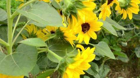 Bee pollinate sunflower Stock Footage 41095725