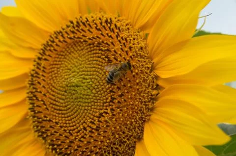 Bee pollinated sunflower Stock-Fotos