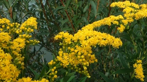 The bee pollinates and collects nectar and pollen from meadow flowers Stock Footage 120556849