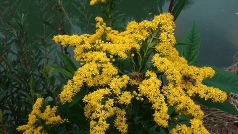 The bee pollinates and collects nectar and pollen from meadow flowers Stock Footage 120557085