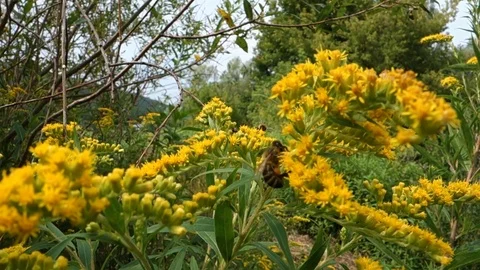The bee pollinates and collects nectar and pollen from meadow flowers Stock Footage 120557267