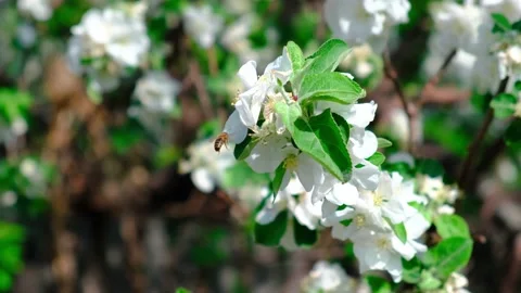 The bee pollinates the apple blossom and flies away. Stock Footage 154355170