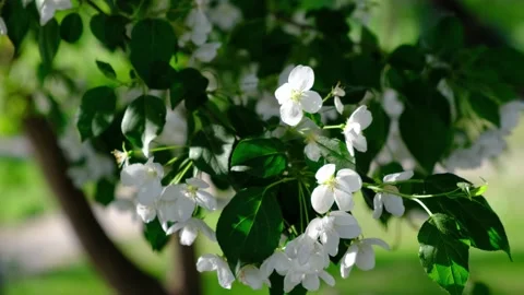 The bee pollinates the apple blossom and flies away. Stock Footage 155048502