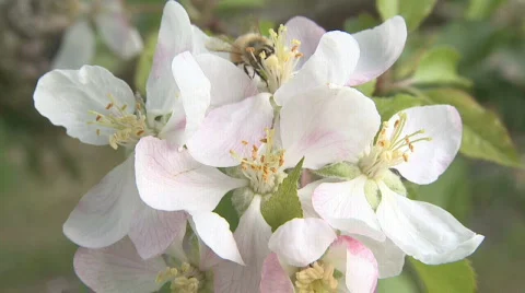 Bee pollinates apple blossoms Stock Footage 531435