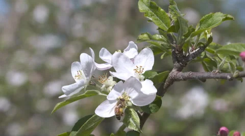 Bee pollinates apple blossoms in slow motion Stock Footage 56253296
