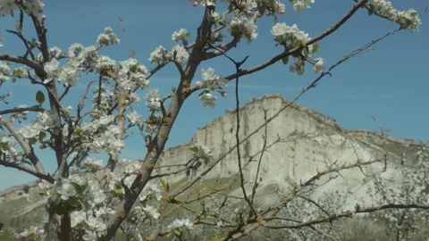 Bee pollinates apple tree flower and flying away. Close up shot of bee on spring Stock Footage 155705211