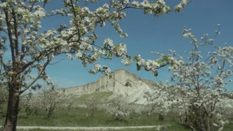 Bee pollinates apple tree flower and flying away. Close up shot of bee on spring Stock Footage 156388186