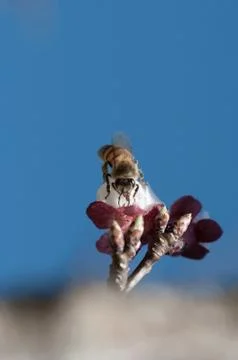 Bee Pollinates apricot flower Stock Photos