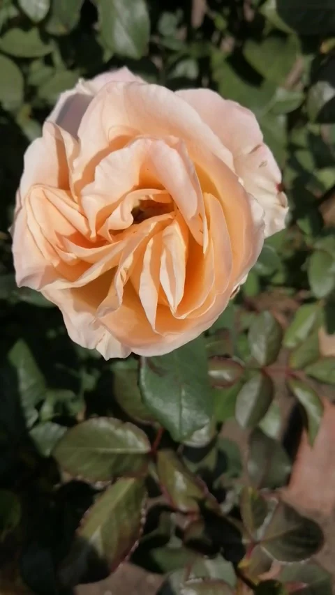 A bee pollinates a aromatic rose Stock Footage 230066493
