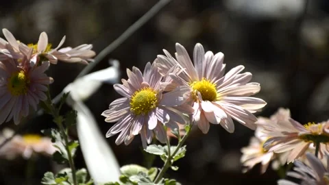 A bee pollinates an autumn flower in the rays of the sun at sunset Stock Footage 307793036