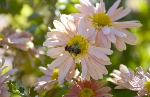 A bee pollinates an autumn flower in the rays of the sun at sunset Stock-Fotos