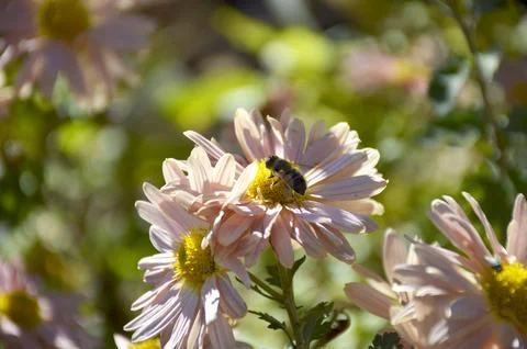 A bee pollinates an autumn flower in the rays of the sun at sunset Stock Photos