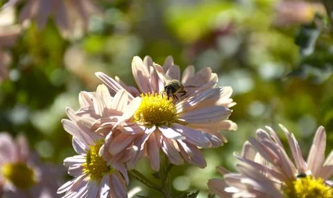 A bee pollinates an autumn flower in the rays of the sun at sunset Stock Photos