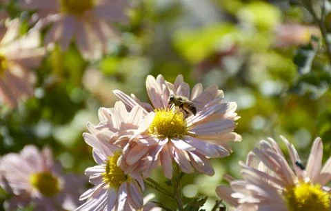 A bee pollinates an autumn flower in the rays of the sun at sunset Stock Photos