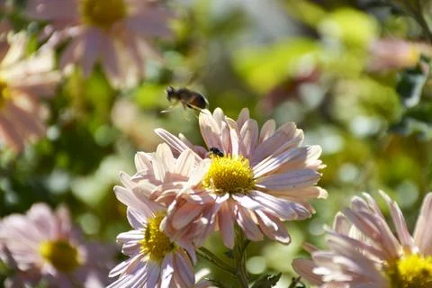 A bee pollinates an autumn flower in the rays of the sun at sunset Stock Photos