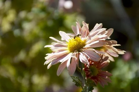 A bee pollinates an autumn flower in the rays of the sun at sunset Stock Photos