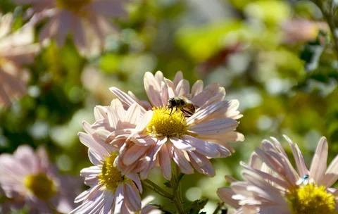A bee pollinates an autumn flower in the rays of the sun at sunset Stock Photos